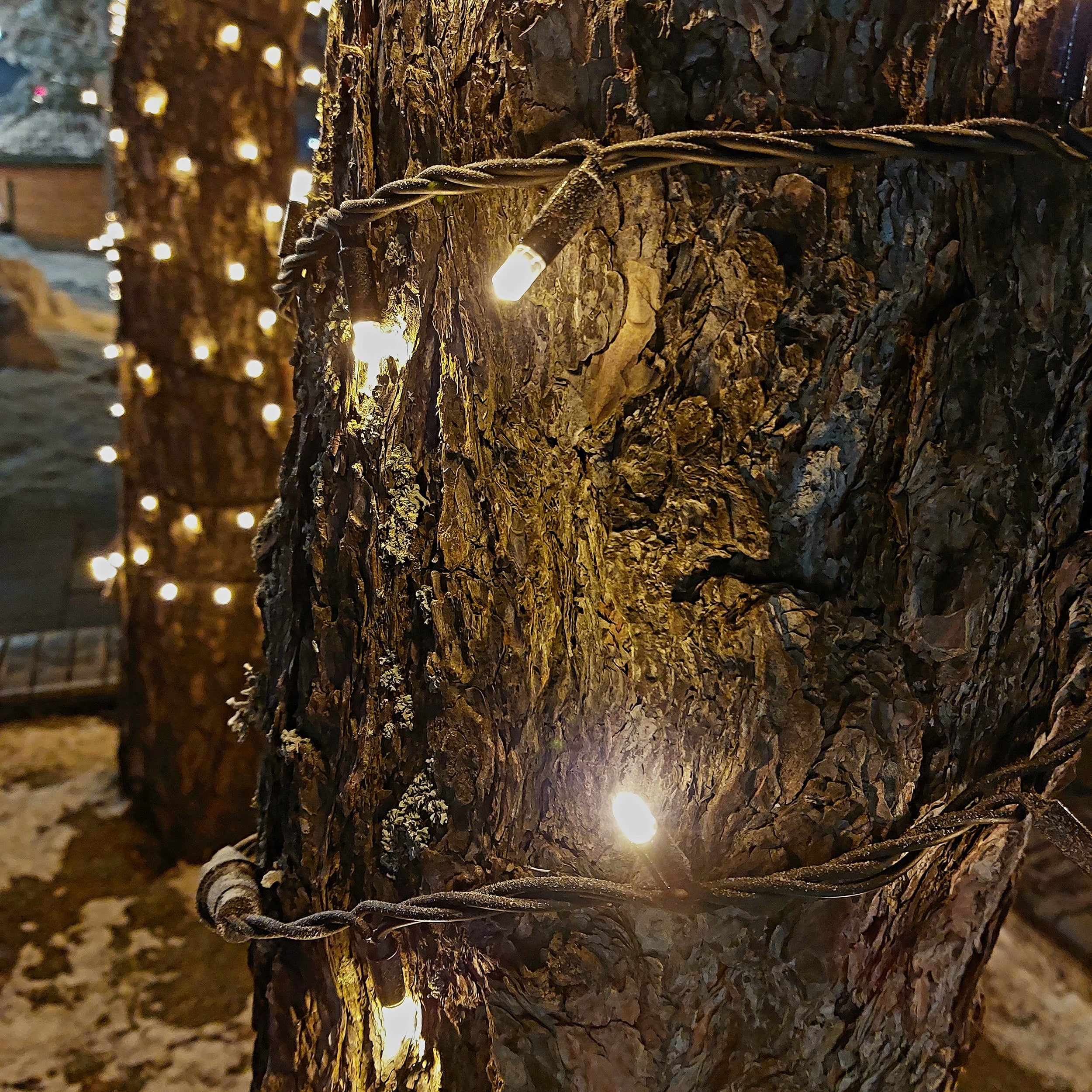 Decorative string lights wrapped around a tree trunk